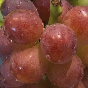 【2026年度発送分】早起き農家の直送便　上出来マスカットビオレ1房【配送不可地域：離島・北海道・沖縄県】【1519569】