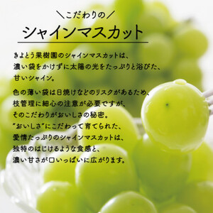 【2025年発送】冬のシャインマスカット3-5房/計2kg～(岡山県産)  冬限定【配送不可地域：離島】【1548980】