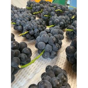 【先行予約 2026年発送】岡山県産　種なし完熟 ニューピオーネ　3房～6房(合計約2kg)【配送不可地域：離島】【1562279】