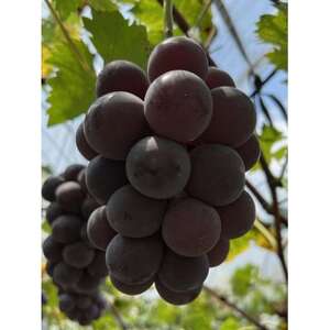 【先行予約 2026年発送】岡山県産　種なし完熟 ニューピオーネ　3房～6房(合計約2kg)【配送不可地域：離島】【1562279】