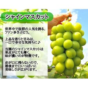 【2026年先行受付】お試しフルーツ王国岡山シャインマスカット500g以上! 朝採れぶどう1房【配送不可地域:離島】【1566944】