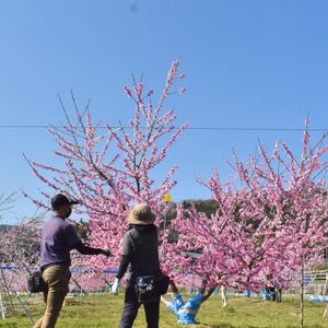 【2026年先行予約】上品な肉質 まどか 白桃 ご家庭用 5-7玉入(岡山県産)【配送不可地域:離島】【1571599】