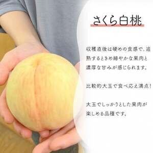 【2026年先行予約】しっかりめの肉質と甘さが絶品「さくら白桃」ご家庭用 5-8玉入(岡山県産)【配送不可地域：離島】【1571615】