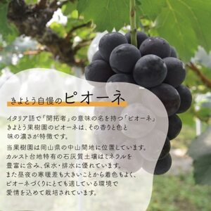 【2026年先行予約】ピオーネ＆シャインマスカット 上級品 大2房 /計1.3kg～(岡山県産)【配送不可地域：離島】【1571760】
