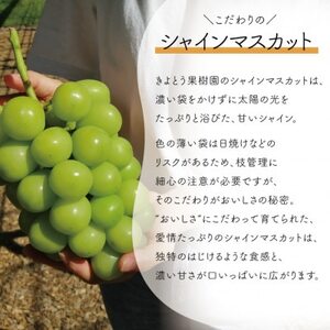 【2026年先行予約】ピオーネ＆シャインマスカット 上級品 大2房 /計1.3kg～(岡山県産)【配送不可地域：離島】【1571760】