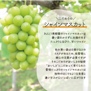 【2026年先行予約】シャインマスカット＆ピオーネ 3-5房入/計2kg～(岡山県産)【配送不可地域：離島】【1571762】