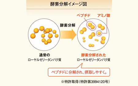 【毎月定期便】酵素分解ローヤルゼリーキング (560)全6回【4010072】