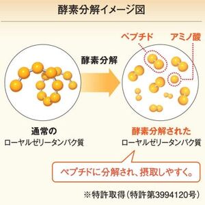 【毎月定期便】酵素分解ローヤルゼリーキング (560)全12回【4010073】