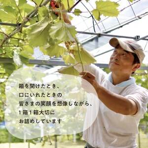 【発送月固定定期便】【2026年先行予約】桃と葡萄と梨が少しずつ届く!【お試し便】(岡山産)全4回【配送不可地域：離島・北海道・沖縄県】【4061986】