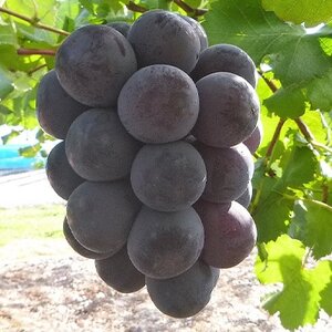 【発送月固定定期便】10～12月　大粒ぶどうの詰合せ全3回【4062737】