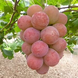 【発送月固定定期便】10～12月　大粒ぶどうの詰合せ全3回【4062737】