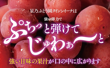 【三つ星ブランド】星乃クイーンニーナ 数量限定 2房～3房(1.2kg以上)【配送不可地域：離島・北海道・沖縄県】【1601625】