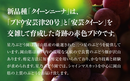 【三つ星ブランド】星乃クイーンニーナ 数量限定 2房～3房(1.2kg以上)【配送不可地域：離島・北海道・沖縄県】【1601625】