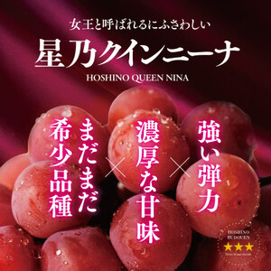 【三つ星ブランド】星乃クインニーナ 数量限定 3房～5房(1.7kg以上)【配送不可地域：離島・北海道・沖縄県】【1601634】