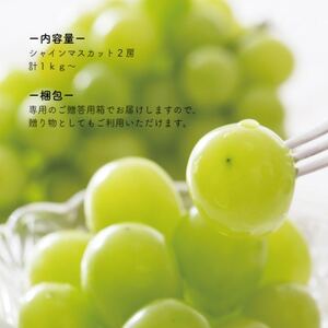 【2026年先行予約】食べ切サイズ シャインマスカット 中2房/計1.0kg～(岡山県産)【配送不可地域：離島】【1602851】