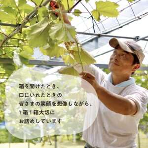 【2026年先行予約】厳選品 赤色が美しい早生の葡萄シャイニーレディ1房/700g～(岡山県産)【配送不可地域：離島】【1602099】