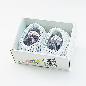 【2026年発送】朝採りピオーネ2房入(約1kg)【配送不可地域：離島】【1394886】