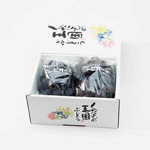 【2026年8月より発送】訳あり家庭用　岡山県産ニューピオーネ約1.2kg(2房)【配送不可地域：離島】【1612618】