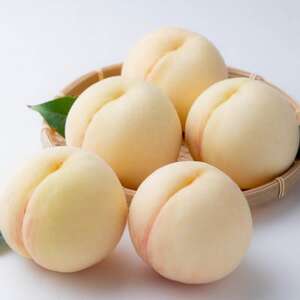 【2026年発送】ご家庭用　岡山の白桃(早生種)　約1.3kg(5～6玉)【配送不可地域：離島】【1614302】