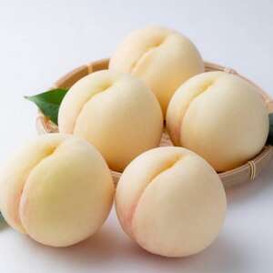 【先行受付】ご家庭用　白桃(晩生種)　 約1.5kg(5～6玉)【配送不可地域：離島】【1614305】