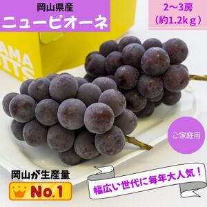 【2026年発送】ご家庭用　岡山県産ニューピオーネ(クール便)　約1.2kg(2～3房)【配送不可地域：離島】【1614322】