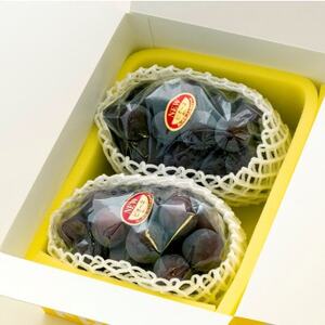 【2026年発送】ご家庭用　岡山県産ニューピオーネ(クール便)　約1.2kg(2～3房)【配送不可地域：離島】【1614322】