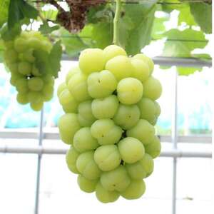 【2026年発送】岡山県産桃太郎ぶどう 1房・約500g(クール便)【配送不可地域:離島】【1614358】