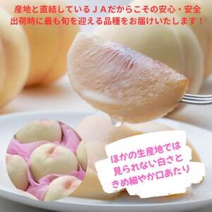 【2026年発送】ご家庭用 おかやまの桃 約1.8kg(7~9玉)【配送不可地域:離島・沖縄県】【1614292】