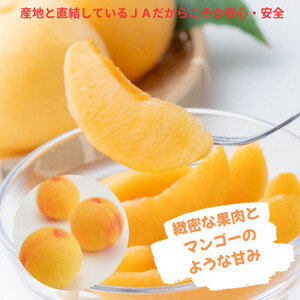 【先行受付】ご家庭用　おかやまの黄金桃　約1.3kg(5～6玉)【配送不可地域：離島・沖縄県】【1614294】