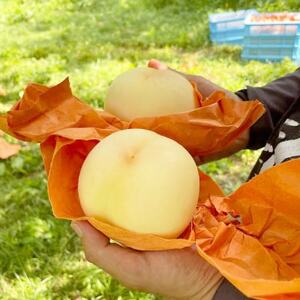 【先行予約】2026年8月上旬頃より発送予定・岡山の白桃・おかやま夢白桃(1.5kg箱)【配送不可地域:離島】【1580278】