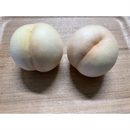 【先行予約・2026年8月下旬頃より発送予定】岡山の白桃・瀬戸内白桃(1.5kg箱)【配送不可地域：離島】【1605163】