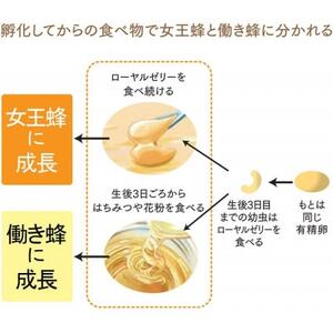 100%ローヤルゼリー粒　サプリ　(11631)【1621436】