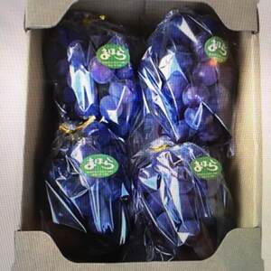 訳あり【2026年度発送分】早起き農家の直送便 ニューピオーネ2kg以上【配送不可地域:離島・北海道・沖縄県】【1625970】