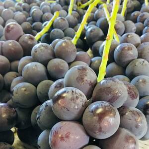 訳あり【2026年度発送分】早起き農家の直送便 ニューピオーネ2kg以上【配送不可地域:離島・北海道・沖縄県】【1625970】