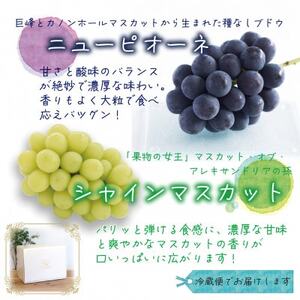 【2026年先行受付】岡山　花笑み農園の『ニューピオーネ＆シャインマスカット』1kg(2房)PS-1【配送不可地域：離島・北海道・沖縄県】【1627783】