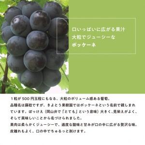 【2026年先行予約】訳あり 種なし ボッケーネ(藤稔) 約2.4kg (岡山県産)【配送不可地域：離島】【1632754】