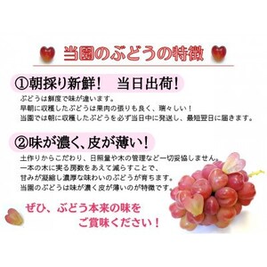 【2026年先行受付】お試しフルーツ王国岡山シャインマスカット2kg!　朝採れぶどう3～5房【配送不可地域：離島】【1633324】