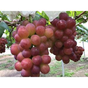 【2026年度発送分】希少品種ブドウわけありマスカットビオレ2kg【配送不可地域：離島・北海道・沖縄県】【1674118】