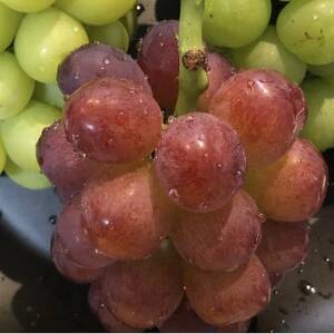 【2026年度発送分】希少品種ブドウわけありマスカットビオレ2kg【配送不可地域：離島・北海道・沖縄県】【1674118】