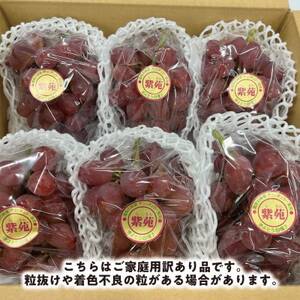 【2026年先行予約】【訳あり】紫苑(しえん)  ご家庭用 約3kg(岡山県産) デラウエアの味わい【配送不可地域：離島】【1551268】