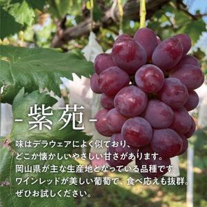 【2026年先行予約】【訳あり】紫苑(しえん)  ご家庭用 約3kg(岡山県産) デラウエアの味わい【配送不可地域：離島】【1551268】