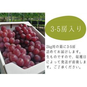 【2026年先行予約】紫苑(しえん) 上級品3-5房入/計2kg～(岡山県産)【配送不可地域：離島】【1549076】