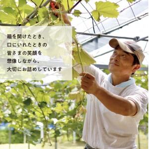 【2026年先行予約】紫苑(しえん) 上級品3-5房入/計2kg～(岡山県産)【配送不可地域：離島】【1549076】