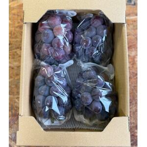 【2026年発送分】岡山県産 訳あり 朝摘みニューピオーネ 2kg(3～5房)【配送不可地域：離島】【1700083】