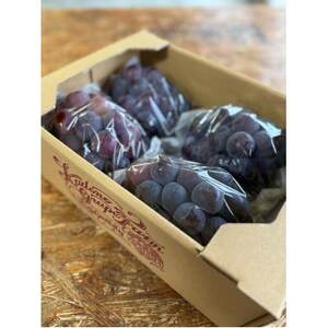 【2026年発送分】岡山県産 訳あり 朝摘みニューピオーネ 2kg(3～5房)【配送不可地域：離島】【1700083】