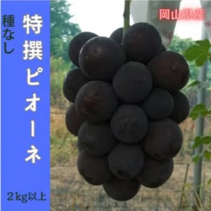 【2026年先行予約】岡山のぶどう(ピオーネ)2kg(4～5房)【配送不可地域：離島】【1700843】