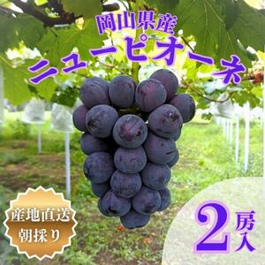 【先行受付】岡山県産朝採りニューピオーネ　2房入(約1kg)【配送不可地域：離島】【1704346】