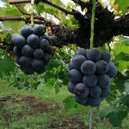 先行予約　岡山産　完熟ピオーネ　4～5房　2キロ以上【配送不可地域：離島】【1712303】