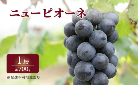 ぶどう 2026年 先行予約 特選 ニュー ピオーネ 1房 約700g ブドウ 葡萄 岡山県産 国産 フルーツ 果物 ギフト いろは堂