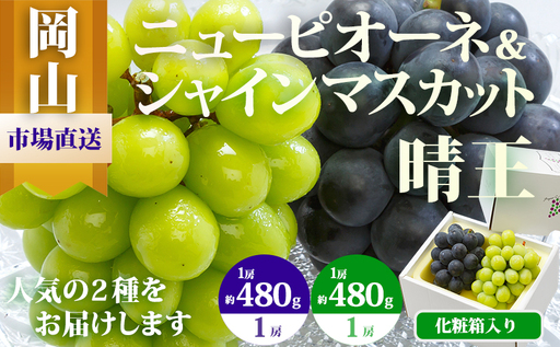 ぶどう 2026年 先行予約 果物 詰合せ ニュー ピオーネ 1房480g以上 シャイン マスカット 晴王 1房 480g以上 化粧箱入り ブドウ 葡萄  岡山県産 国産 フルーツ 果物 ギフト